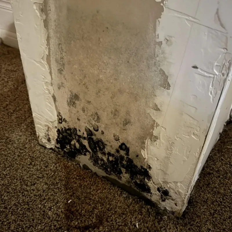 Professional Mold Removal in Hackberry, TX